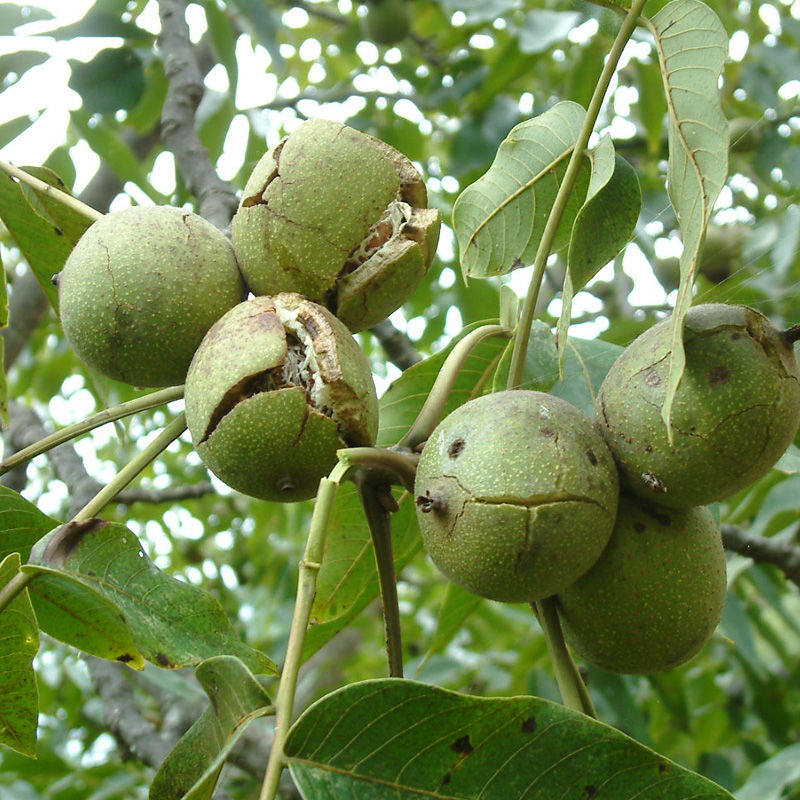 核桃2022年云南新鲜5斤青皮野生薄皮孕妇整箱纸皮