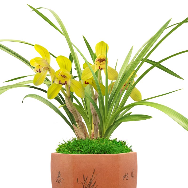 春兰金蝶梅浓香型兰花花苞电视柜办公室茶几室内国兰