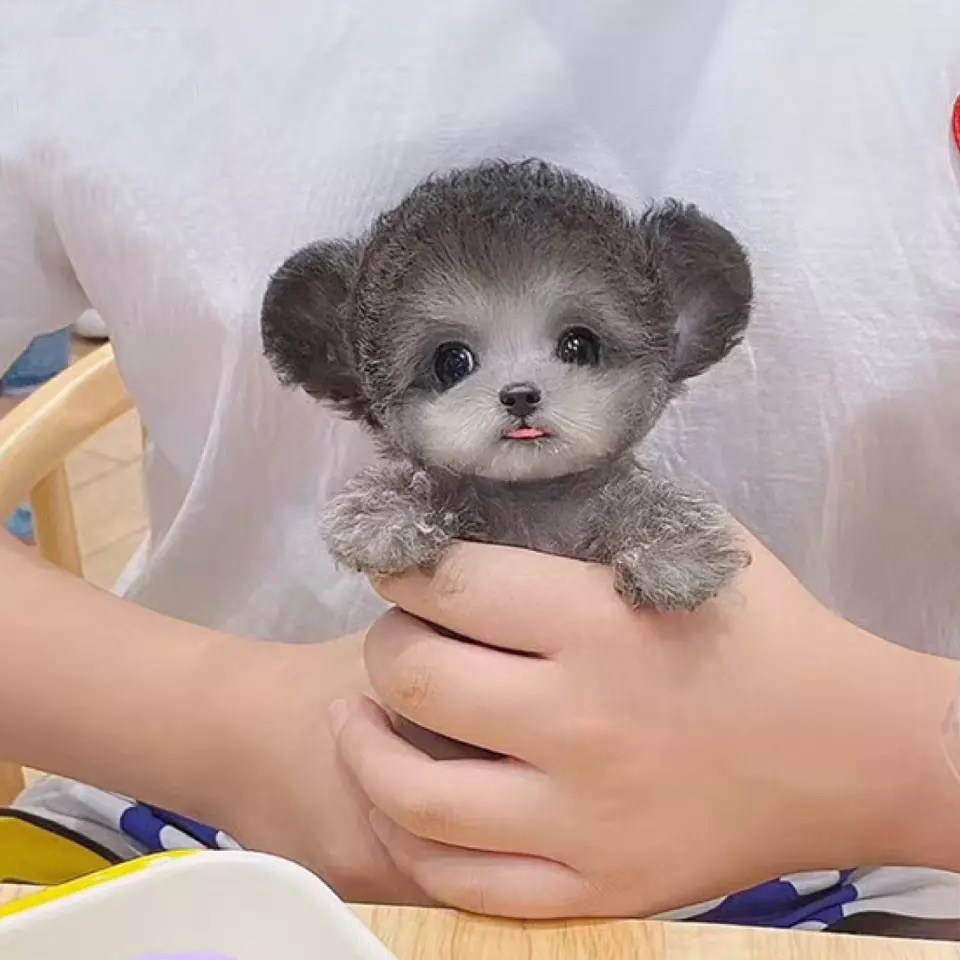 无偿领养飞耳灰色泰迪犬幼犬长不大贵宾茶杯宠物训练