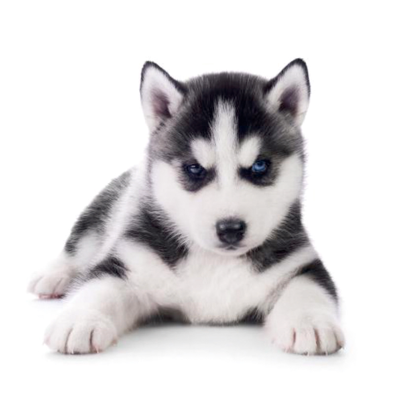 纯种哈士奇幼犬活体二哈双蓝眼三把火西伯利亚雪橇犬宠物宠物训练