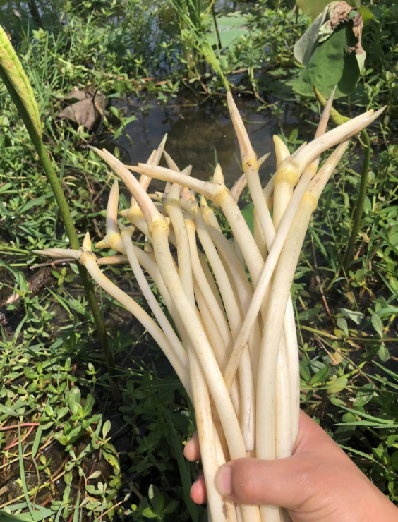 藕带新鲜湖北特产鲜藕尖现莲藕尖藕肠子蔬菜莲藕