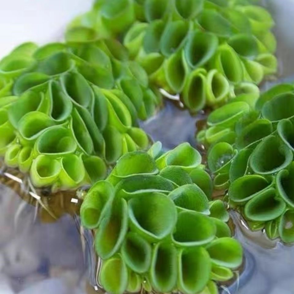 浮萍芝麻小叶萍水水草喂鱼喂龟好养净化水质水草