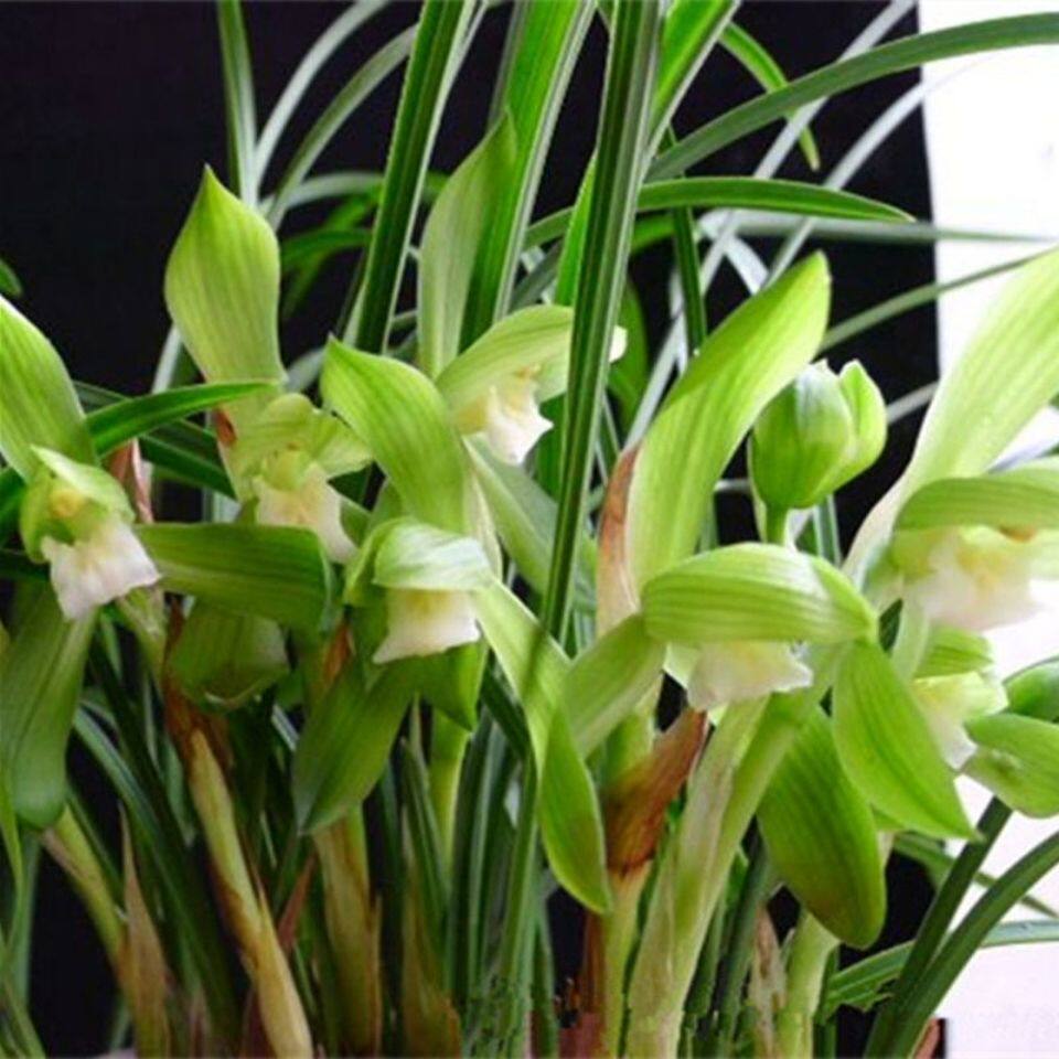 浓香花苞兰花九头惠兰春兰花苗植物花卉盆景时令草本花卉