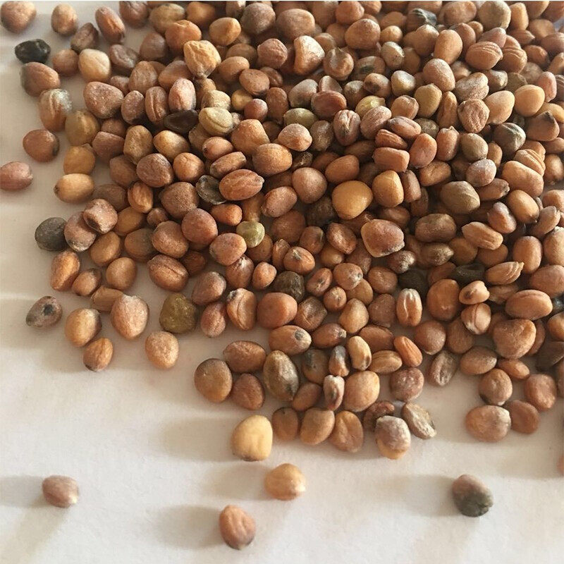 菜种温州盘菜种籽浙江大盘种子四季秋冬季萝卜家庭园艺种子