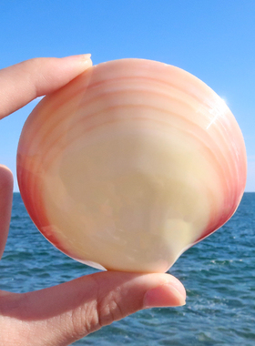 天然粉蛤粉色大鱼缸家居装饰贝壳