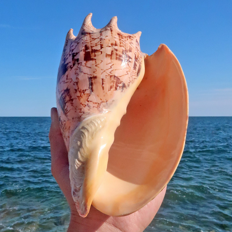 帝王涡螺天然超大海螺家居地台装饰收藏摆件海螺