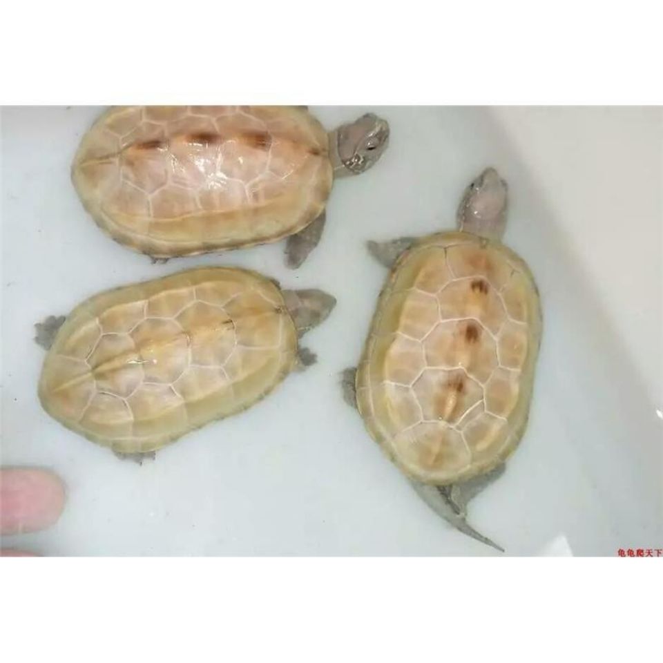 精品纯种白玉白化观赏外塘中华草龟变异变种龟