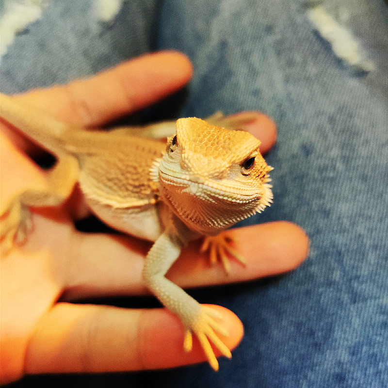 鬃狮蜥蜴幼体活体宠物入门级爬苗子柑橘橘红爬虫缸