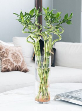 带根龙竹水竹开运水培植物转运竹