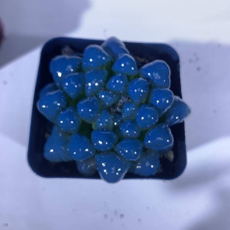 多肉植物小盆盆栽高档冰灯玉露水晶桌面绿色多肉植物