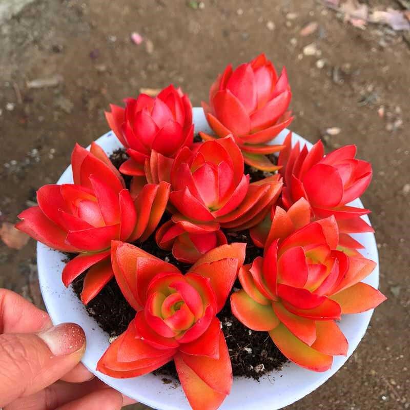 火祭老桩多头多肉植物火炬办公办公室室内绿植蟹八件