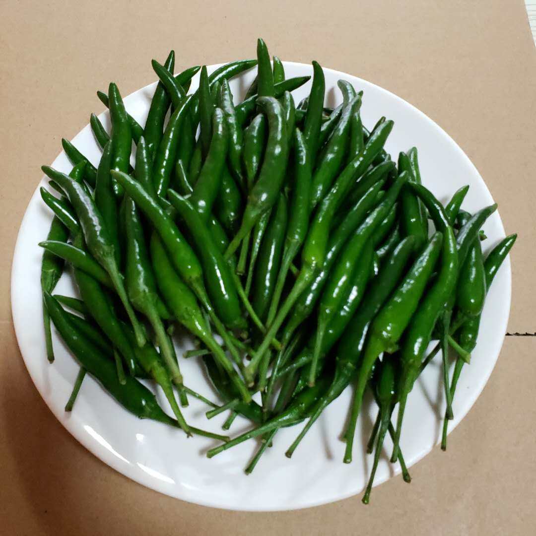 四川小青椒青小米辣椒朝天椒特辣小尖椒青辣椒泡椒青小米椒新鲜