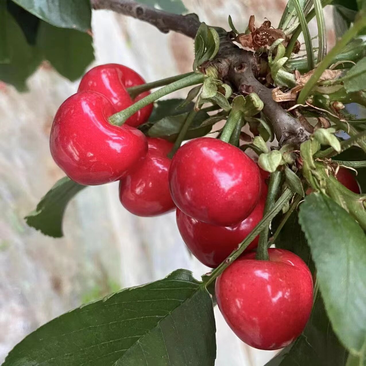 现货冷链速发山东红灯大樱桃3斤