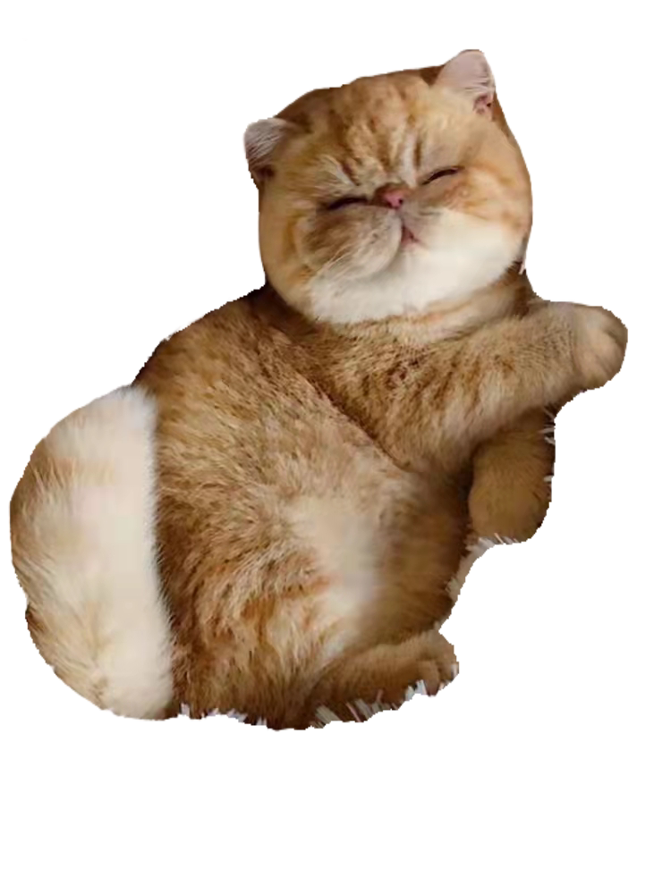 纯种加菲猫幼崽大脸波斯猫活体异国短毛猫咪活物可爱包子脸宠物猫