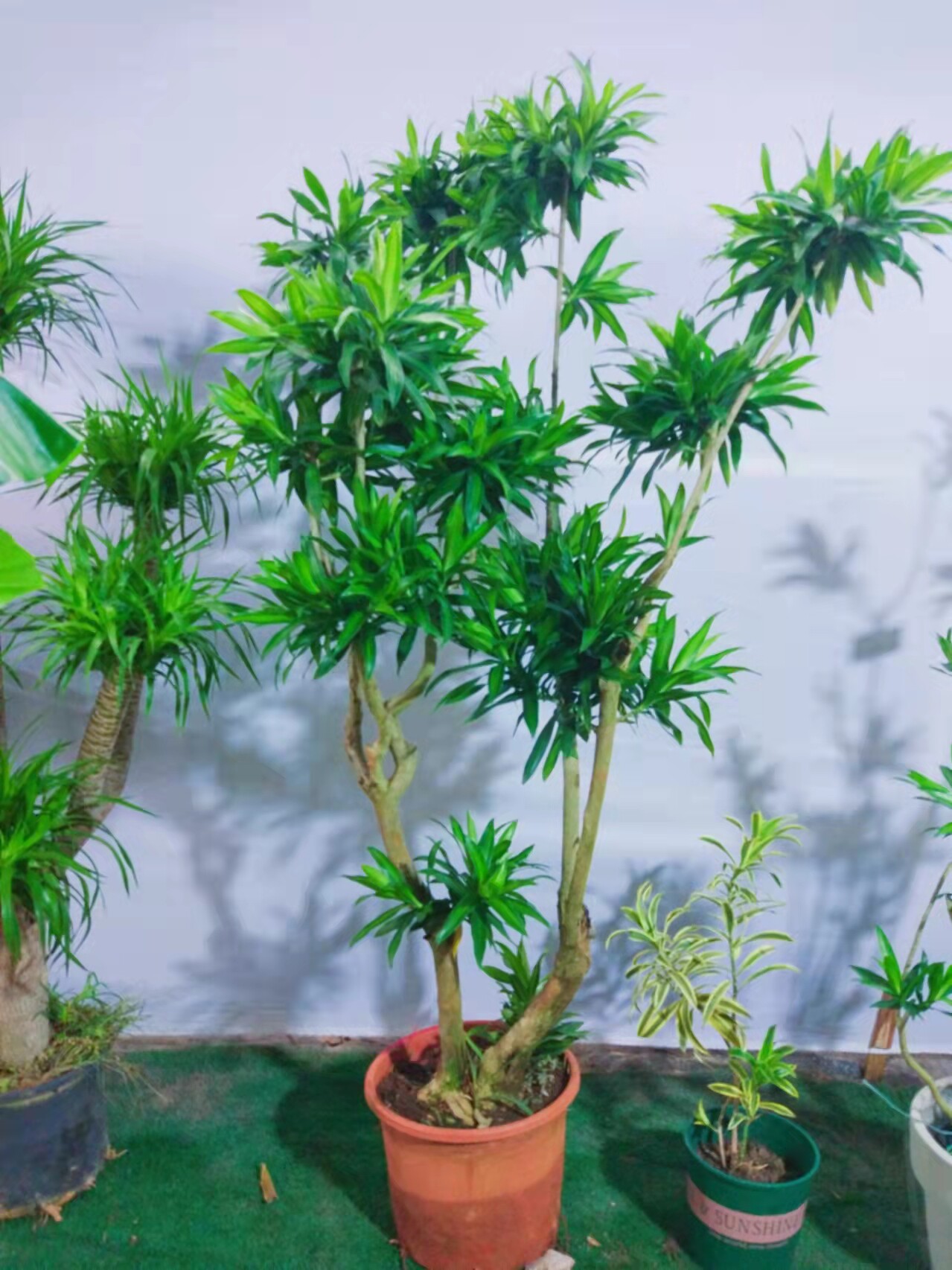 百合金边金心竹多枝老桩现代风格网红绿植室内大型绿植