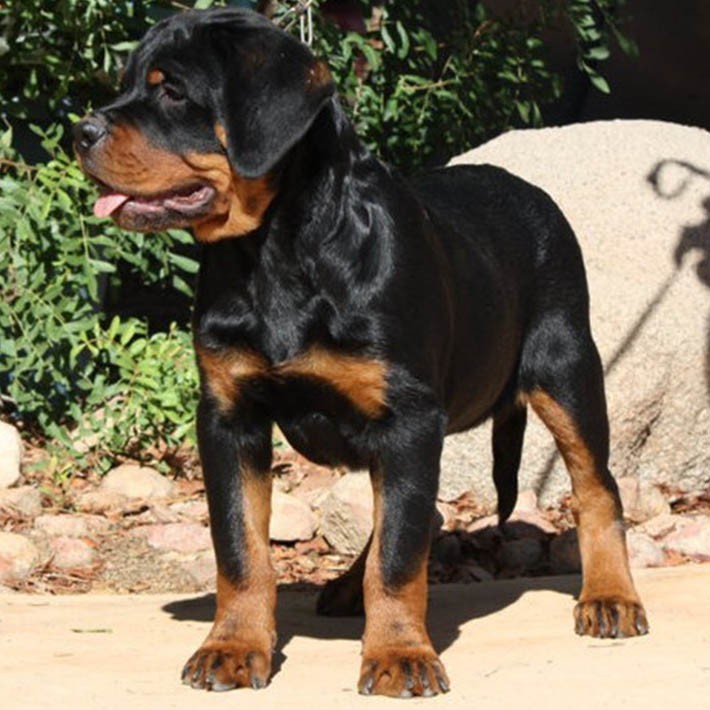 罗威纳幼纯种纳犬赛级双血统德系护卫那护防暴畜牧