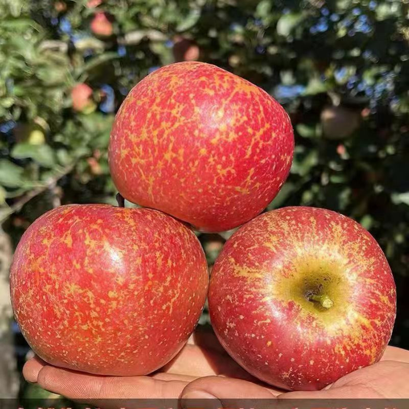 现摘云南昭通苹果冰糖糖心新鲜水果孕妇当季苹果
