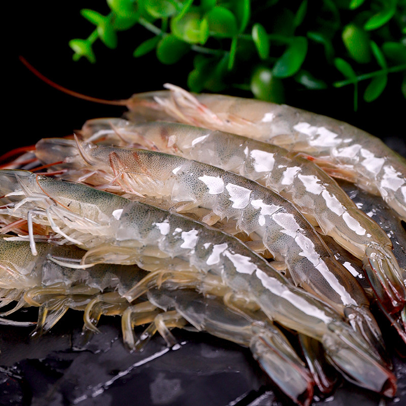 限时专享鲜活速冻海鲜水产新鲜海特大盐冻冷冻冻虾