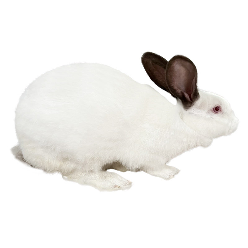 纯种伊拉兔种兔活大型肉兔活体成年杂交兔散兔