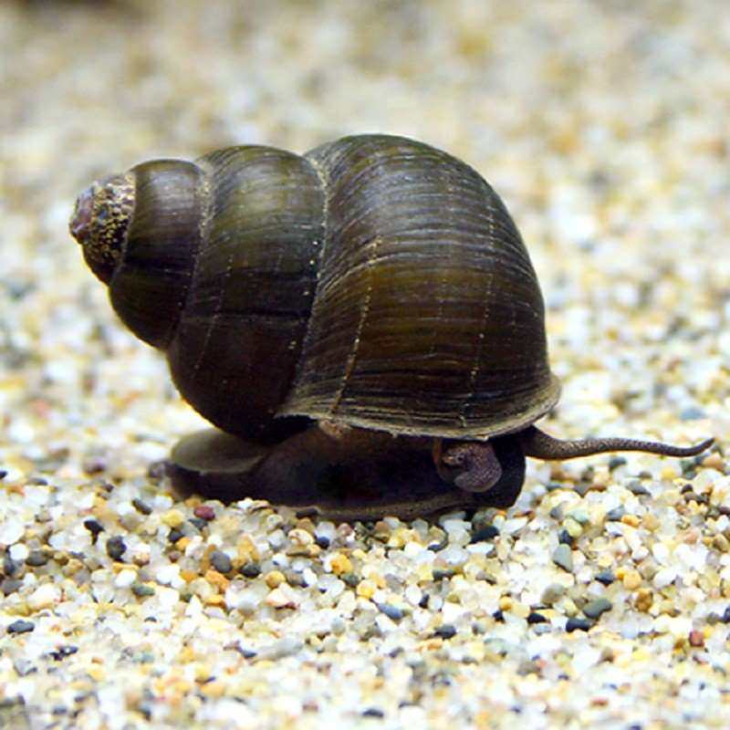 鱼缸清洁吃粪螺大田螺鲜活新鲜超大观赏淡水螺