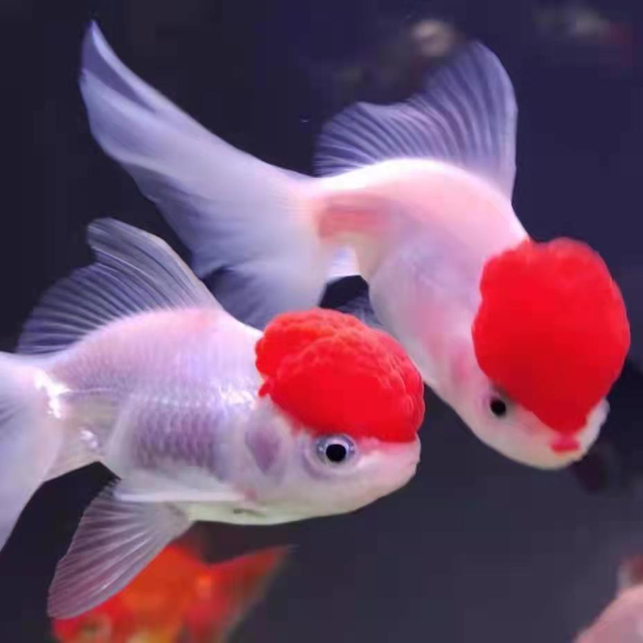 鸿运当头金玉满堂鹤顶红头金鱼活体冷水观赏狮子头淡水鱼鱼