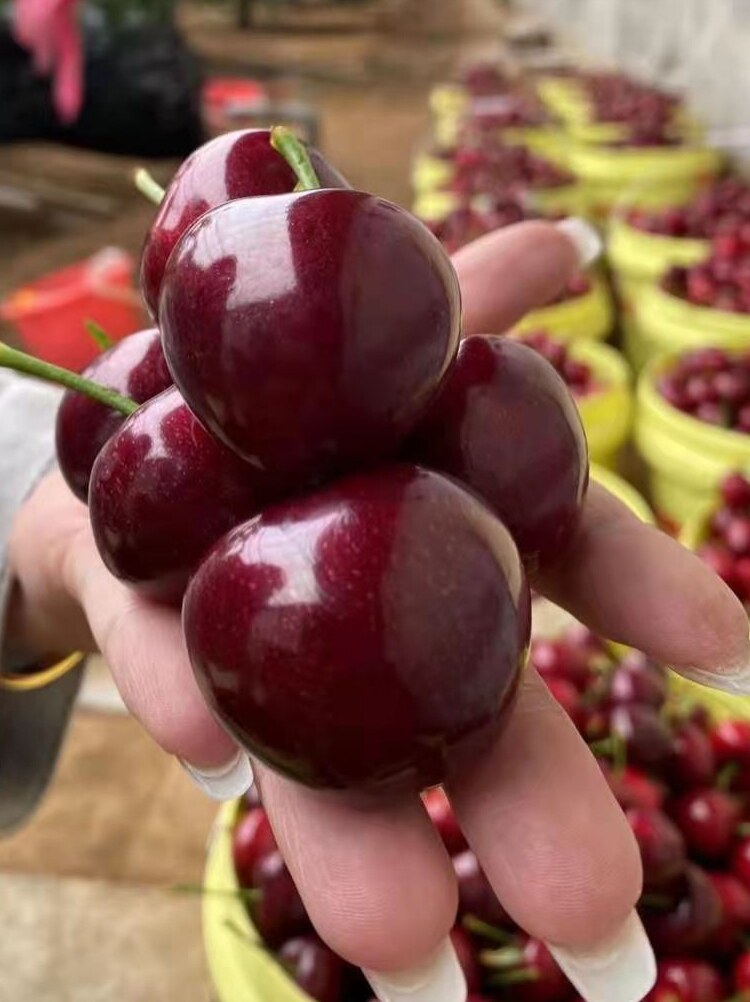 樱桃当季辽宁大连包邮水果新鲜特大顺丰应当车厘子