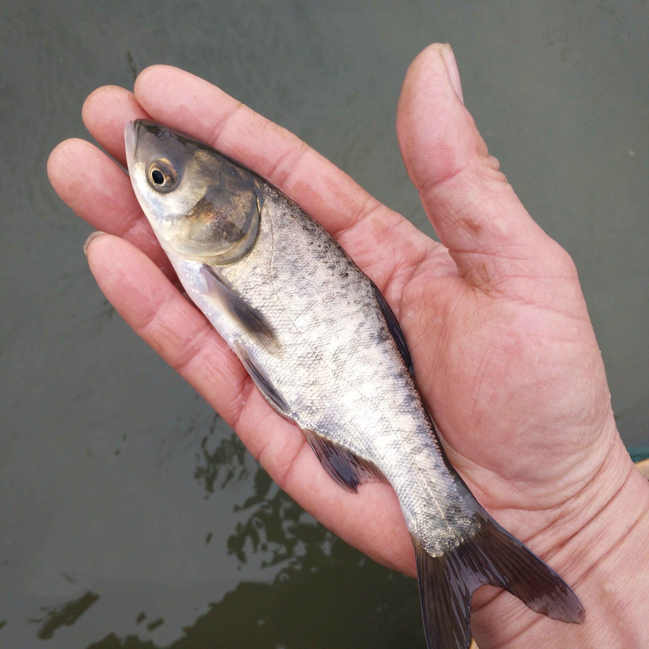 鱼苗花鲢胖头鲢鳙半斤大头淡水活体养殖顺丰鱼