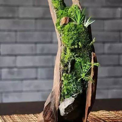苔藓鲜活青苔景观生态水陆缸盆盆景乌龟铺垫创意迷你植物