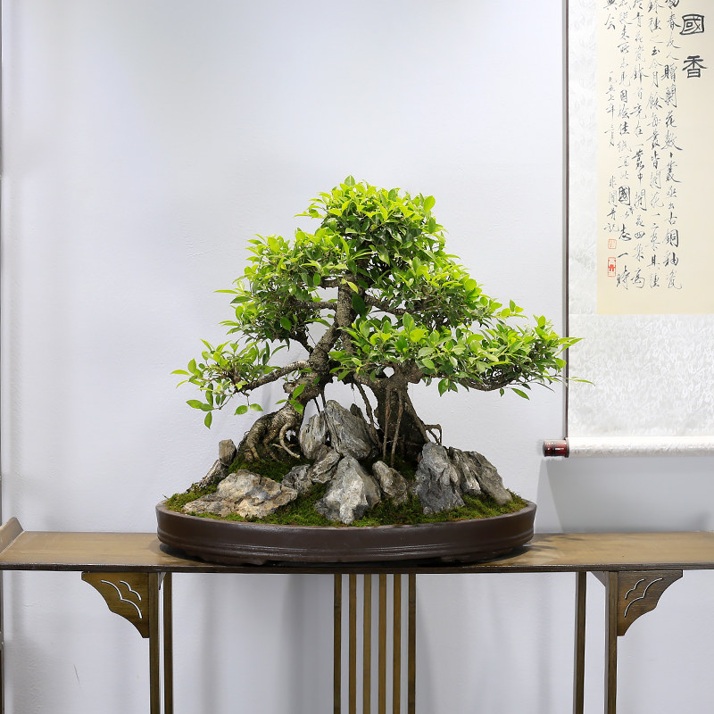 小叶虎皮榕树盆景造型老桩大型植物室内客厅绿植