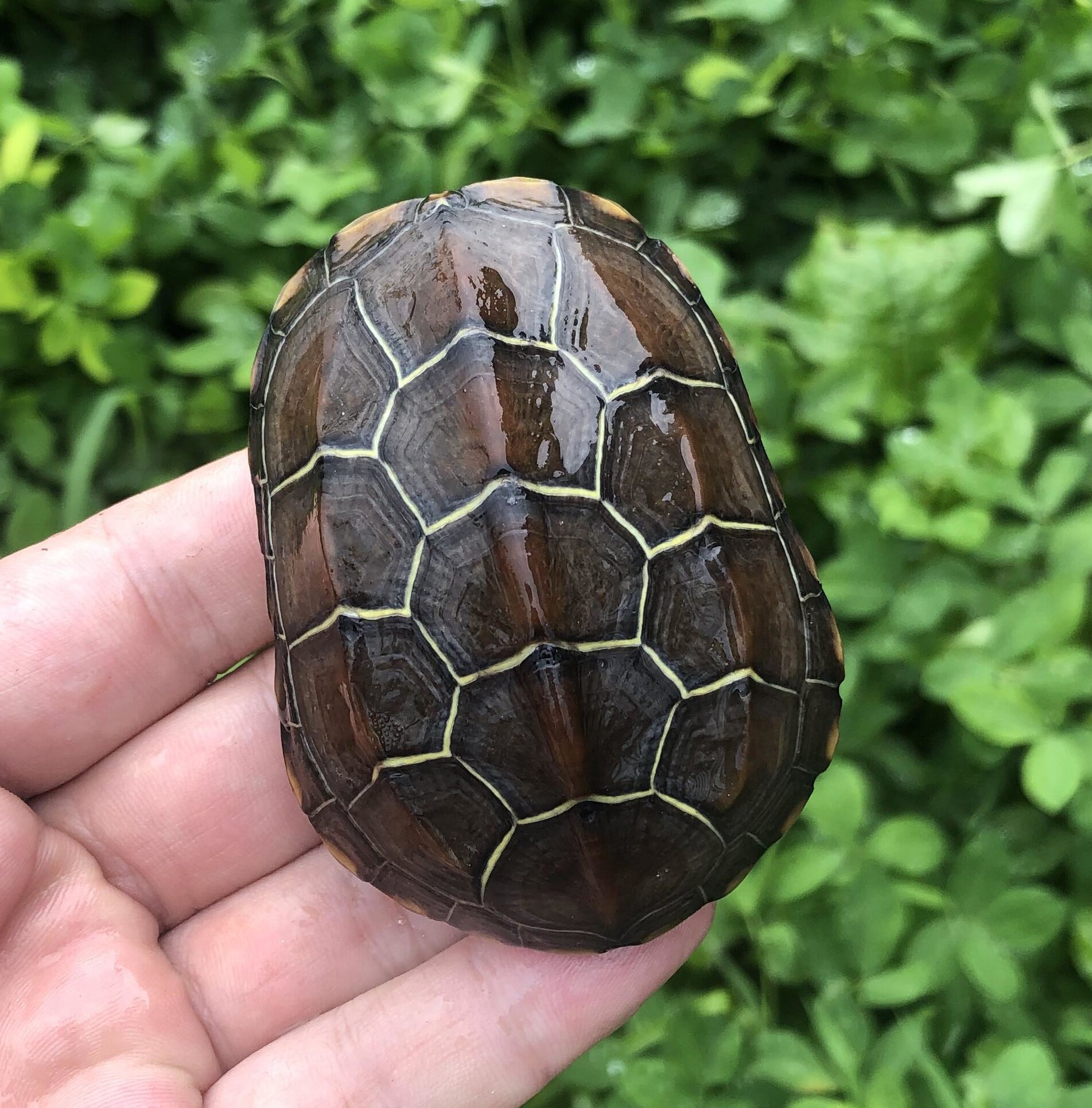 活体乌龟水龟宠物龟苗小乌草龟中华苏北外活物龟