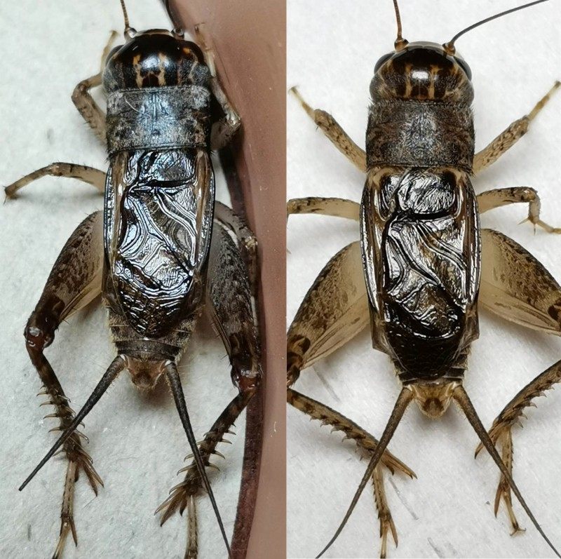 蟋蟀三尾山东蛐蛐活体精品斗蛐斗鸣虫蝈蝈活虫蟋蟀