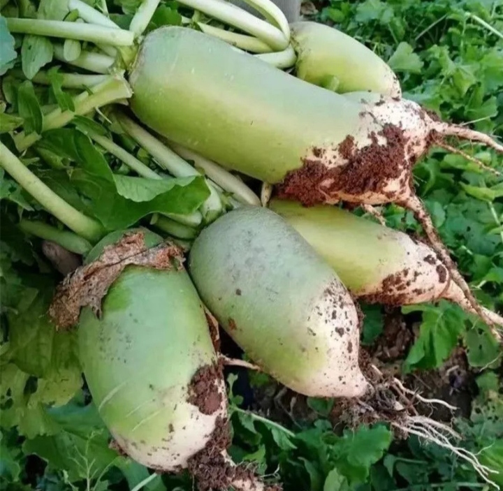 河南青萝卜新鲜蔬菜水果脆甜农家种植产地直达沙窝露头青北方萝卜