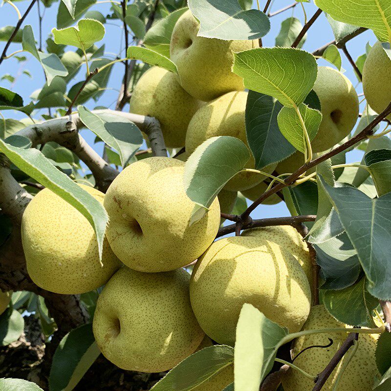 砀山梨子新鲜水果当季整箱孕妇梨脆梨蜜甜汤山梨