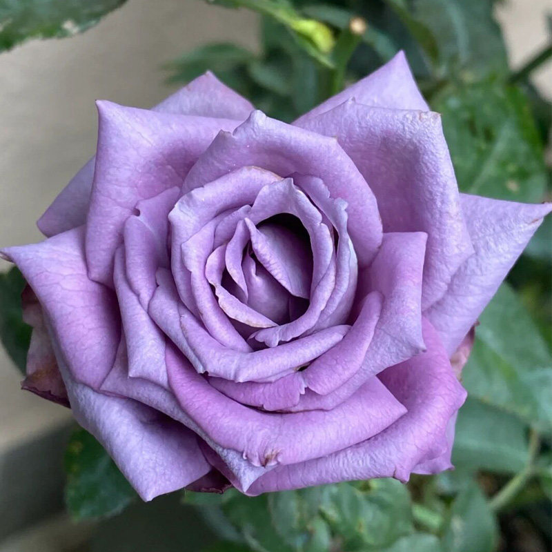 喝彩紫色月季花大苗盆栽浓香特大四季阳台庭院月季