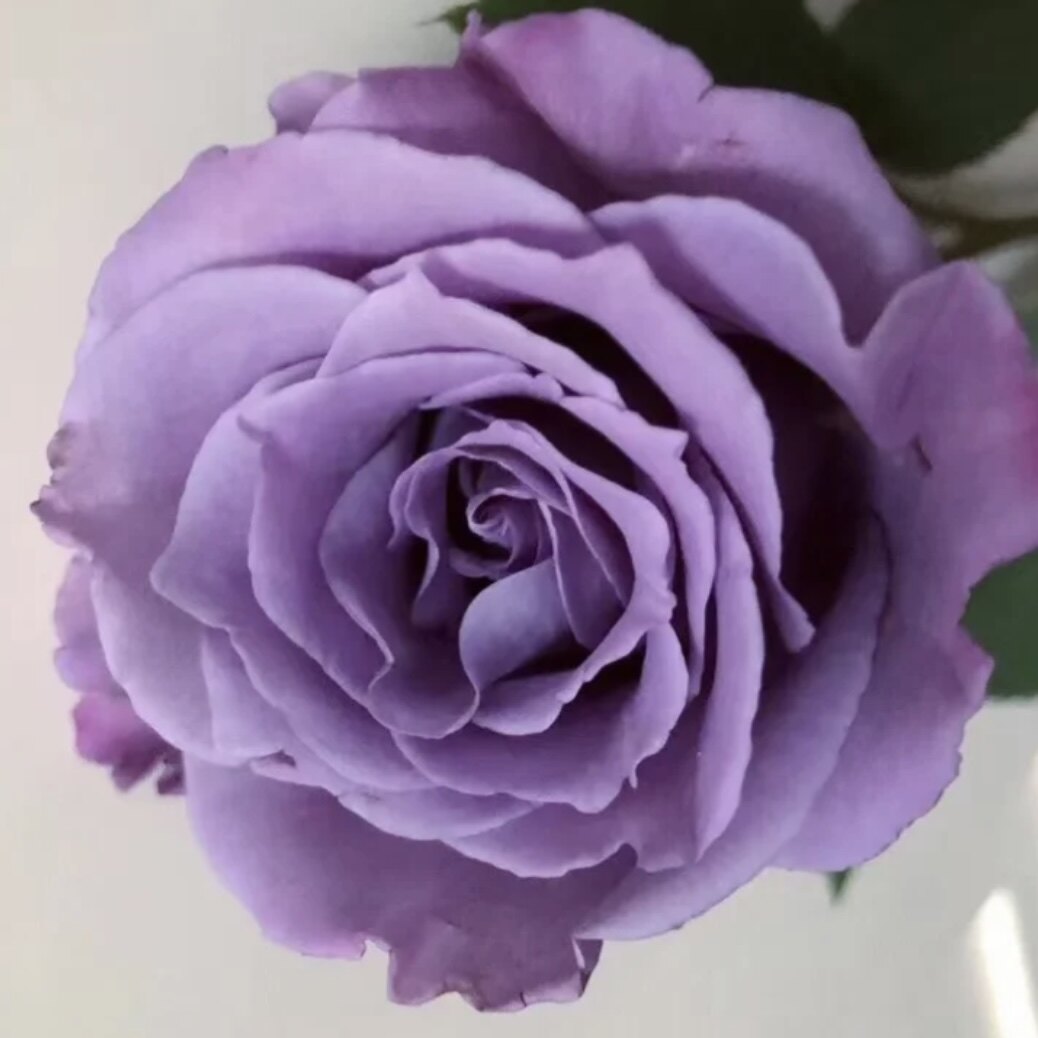 喝彩紫色月季花大苗盆栽浓香特大四季阳台庭院月季