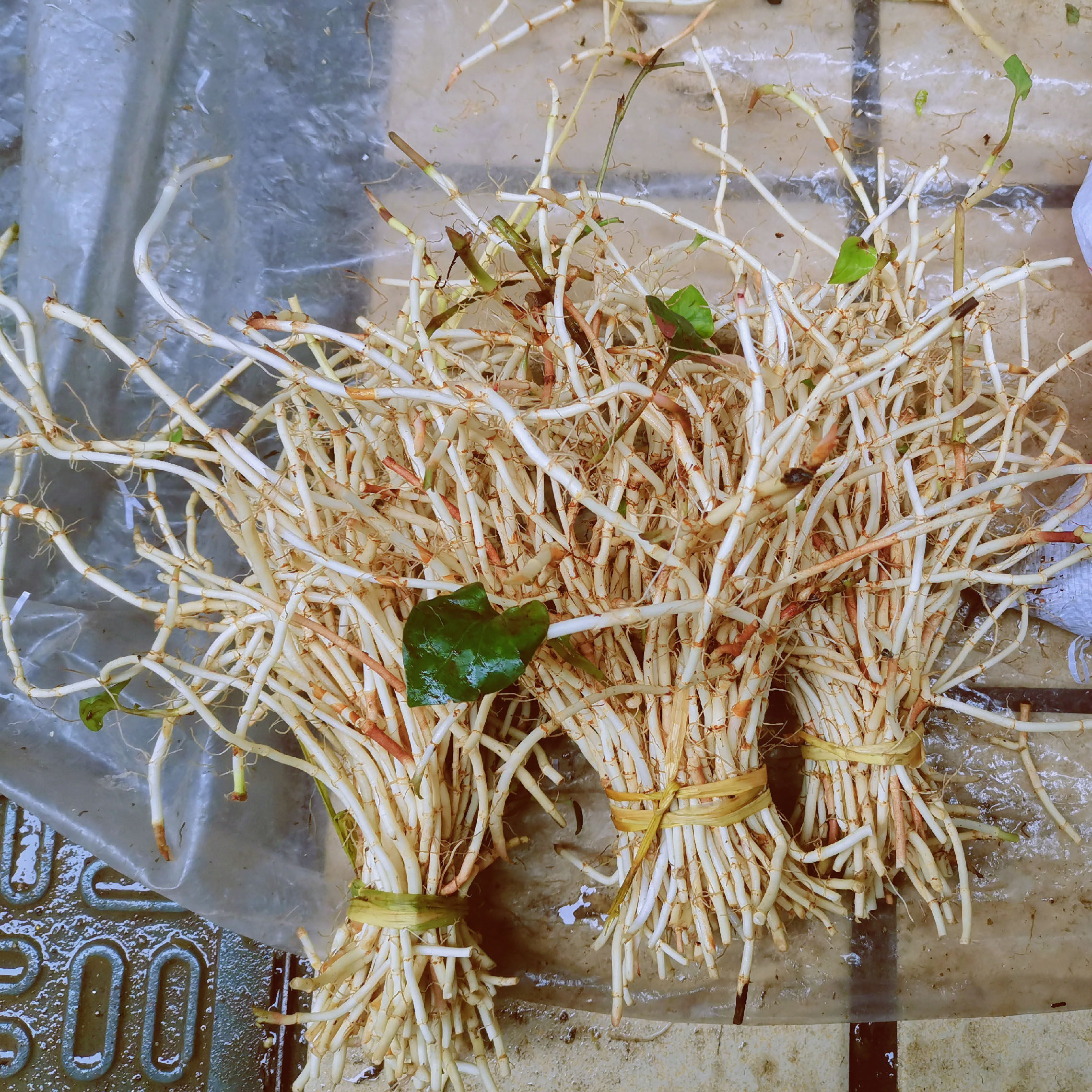 耳根石柱重庆节节侧耳现挖嫩根鱼腥草折野生其它