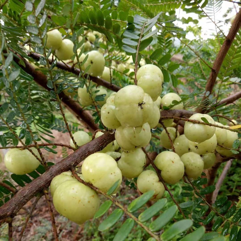 特产新鲜油甘果牛甘果余甘果 现摘当季水果滇橄榄油柑