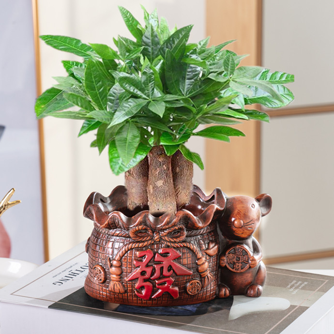 常青办公室招财小盆栽花卉发财树盆栽植物室内客厅绿植小盆景四季