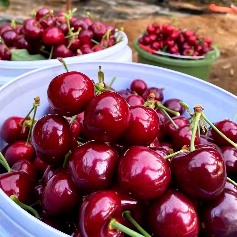 樱桃山西运城绛县现货早大应季新鲜顺丰包邮车厘子