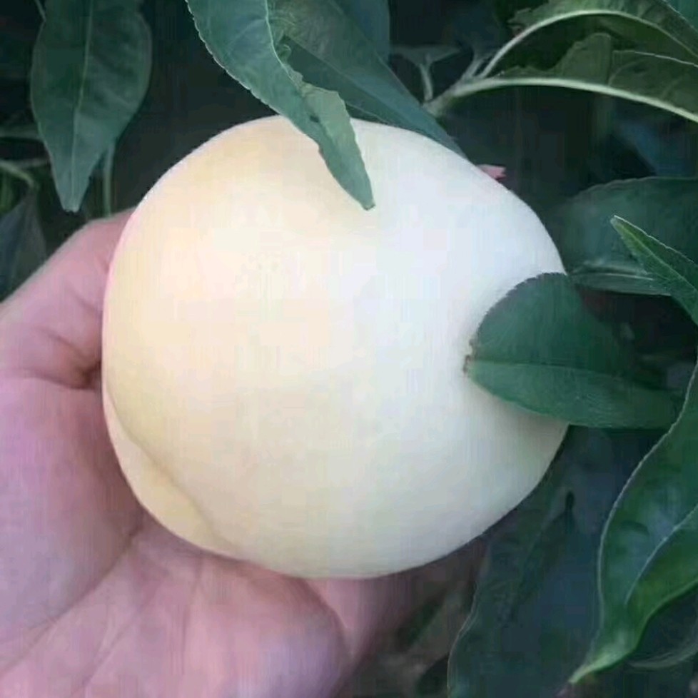 沂蒙山大白桃甜脆大白桃现货新鲜脆桃大白桃应季水果五斤 - 沂蒙