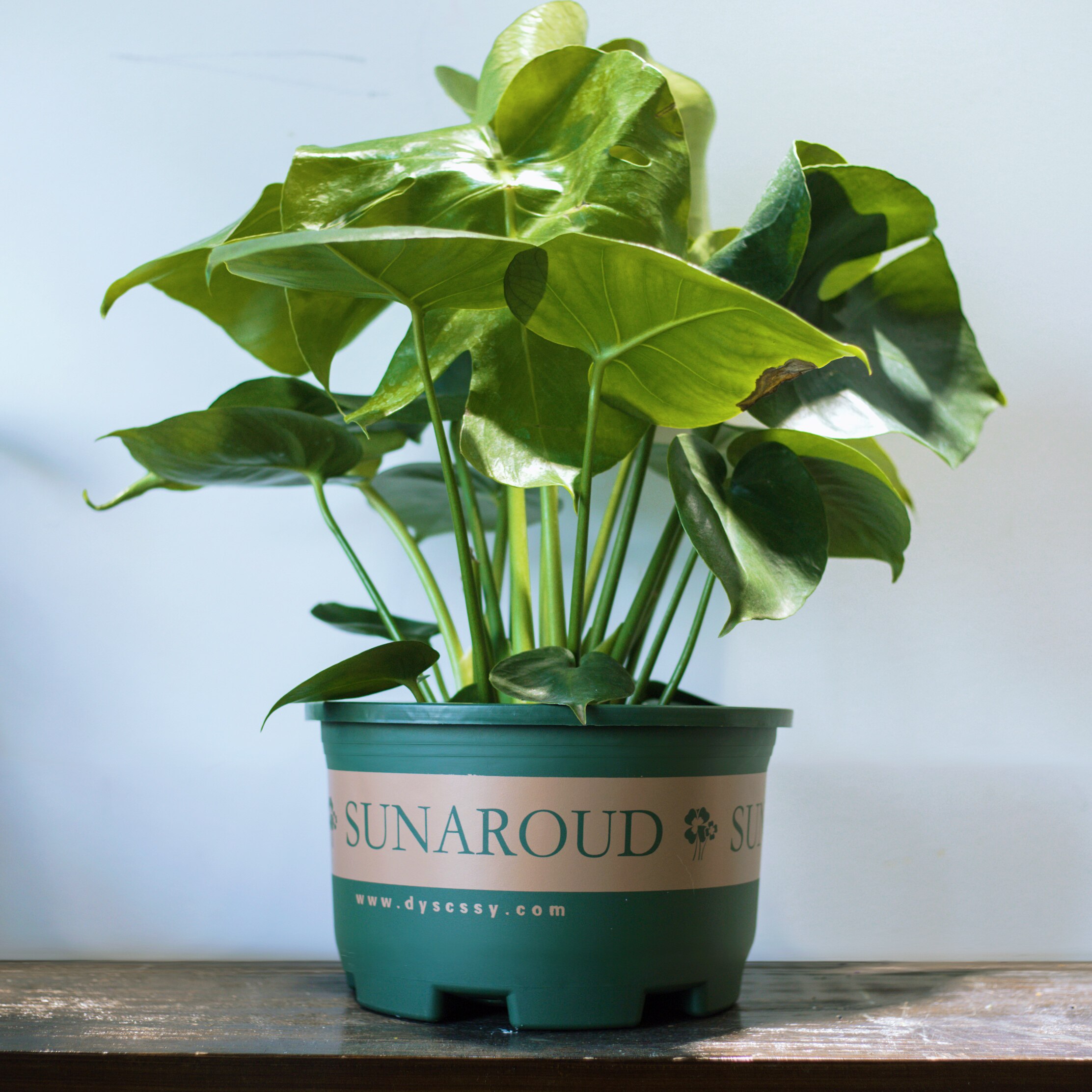 加厚加仑矮胖花盆森的树林种树特大号二代绿萝花盆