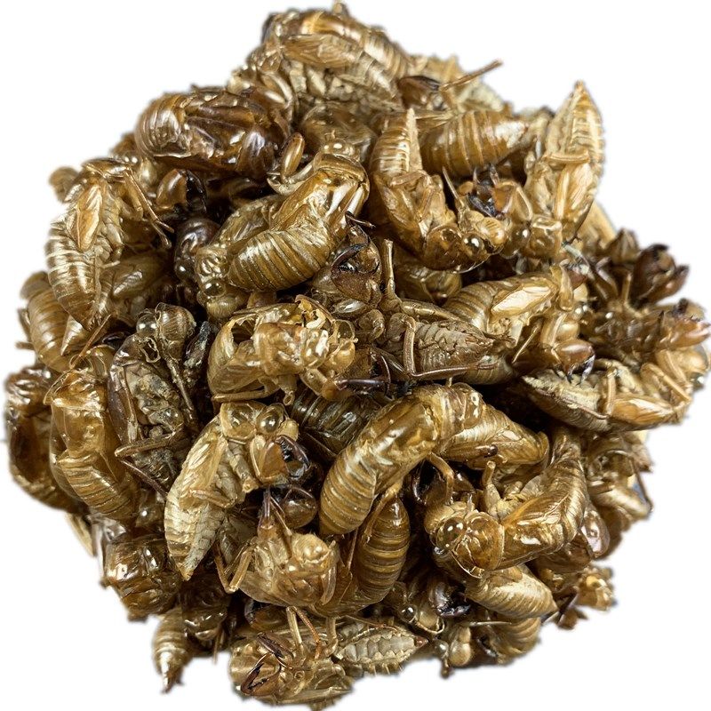 蝉蜕50克蝉衣知了金蝉衣蝉退壳毛猴虫蜕非野生其他药食同源食品