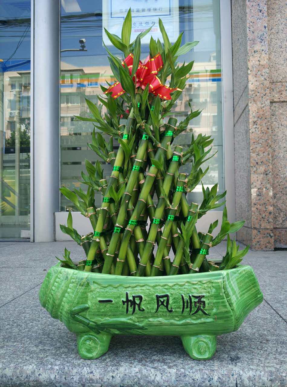 上海开业用8层节节高富贵竹 绿植 绿萝 办公室内绿色植物 水养