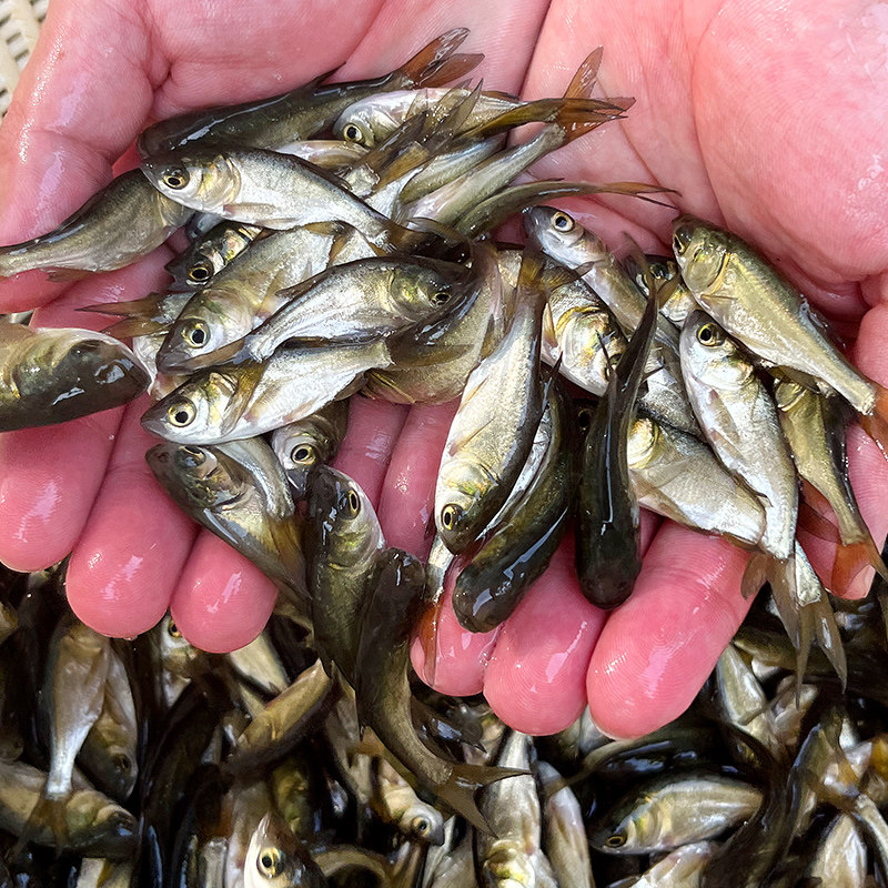 鱼苗花鲢胖头大头半斤一斤淡水养殖食用活鱼鱼