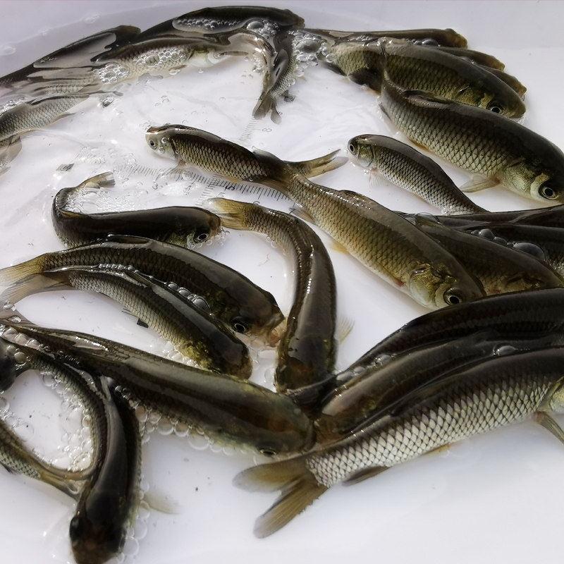 草鱼苗淡水养殖食用鲤鱼苗鲫鱼苗青鱼苗淡水鱼龙鱼乌龟饲料鱼活体
