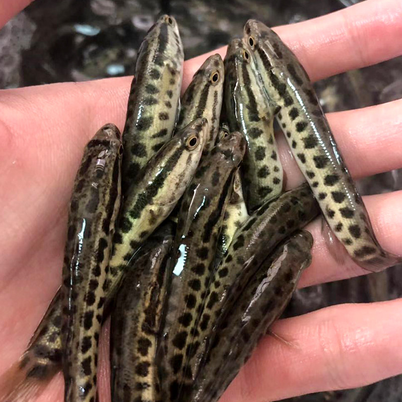 鱼苗黑鱼活体淡水养殖乌鱼观赏鱼好养观赏纯种鱼