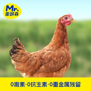 蛋鲜森徽州金奖童子鸡3只装净膛新鲜现杀清蒸白切鸡