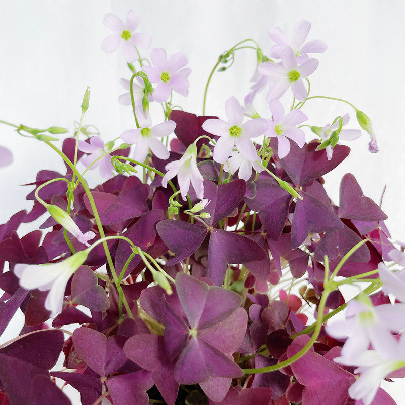 幸运草盆栽紫叶醡浆草紫蝴蝶花苞三叶草室内办公桌时令草本花卉