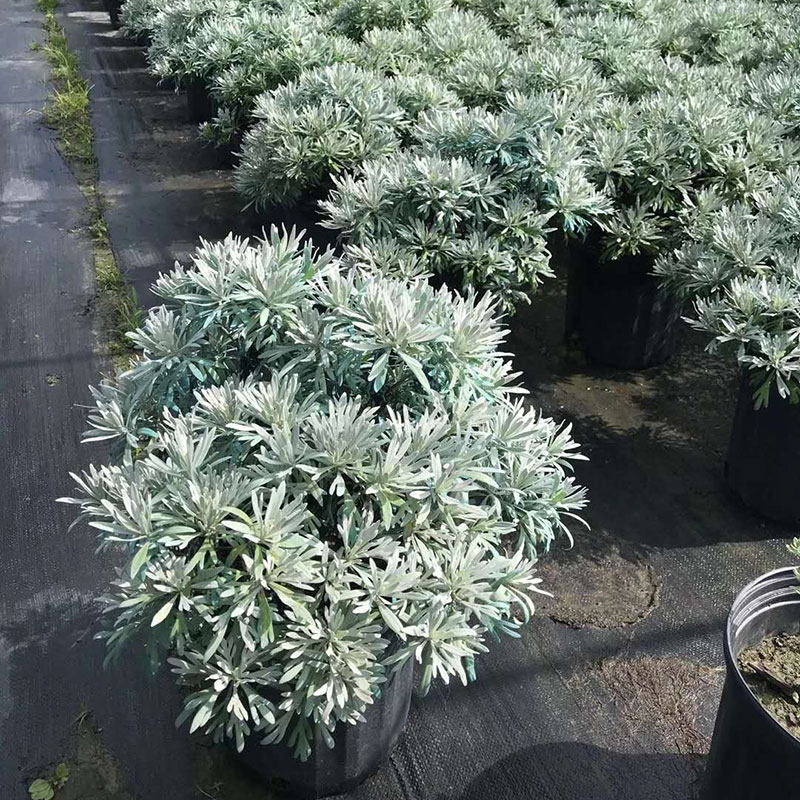 芙蓉盆栽阳台花卉花园庭院花境花苗绿化工程造景时令草本花卉