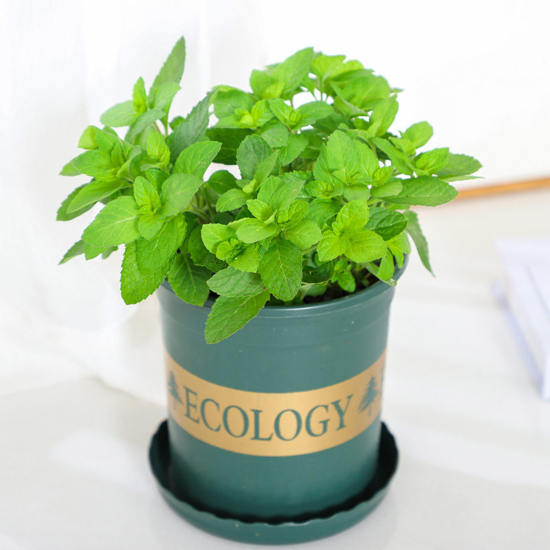 薄荷盆栽可食用柠檬食用留兰香苏格兰驱蚊提神有香味绿植